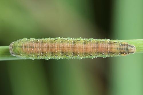 Dolerus aericeps